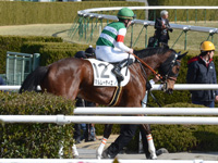 未勝利（牝）　本馬場入場