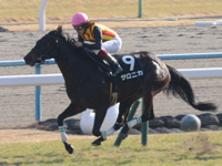エルフィンステークス（ＯＰ）　直線