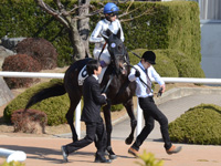 未勝利（牝）　本馬場入場