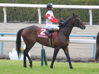 第65回 京都新聞杯（ＧII）　本馬場入場