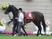 第65回 京都新聞杯（ＧII）　パドック