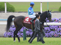 第65回 京都新聞杯（ＧII）　本馬場入場