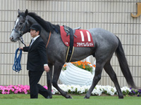 第65回 京都新聞杯（ＧII）　パドック