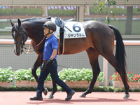 新馬　パドック