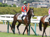 新馬　本馬場入場