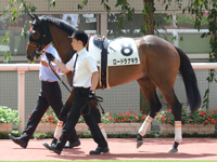 新馬　パドック