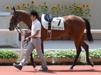 新馬　パドック