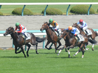 新馬　直線（内奥）