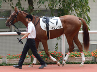 新馬　パドック