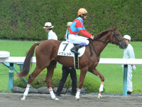 新馬　本馬場入場
