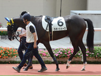 新馬（牝）　パドック