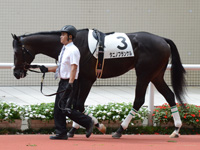 未勝利　パドック
