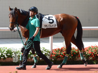 未勝利　パドック