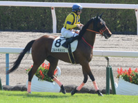 新馬（牝）　本馬場入場