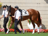 新馬　パドック