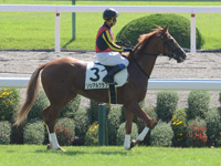 本馬場入場