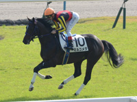 新馬　キャンター
