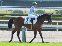 未勝利　本馬場入場