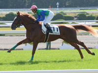 未勝利　キャンター