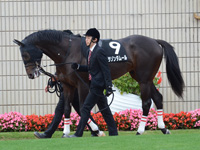 黄菊賞（500万）　パドック