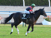 黄菊賞（500万）　キャンター