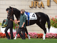 新馬　パドック