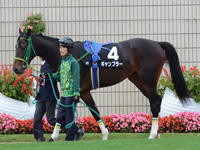 黄菊賞（500万）　パドック