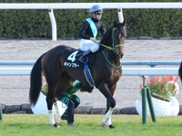 黄菊賞（500万）　本馬場入場