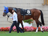 黄菊賞（500万）　パドック
