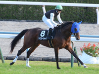 黄菊賞（500万）　キャンター