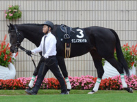 黄菊賞（500万）　パドック