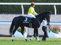 黄菊賞（500万）　本馬場入場