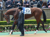 新馬　パドック