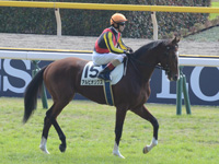 新馬　本馬場入場