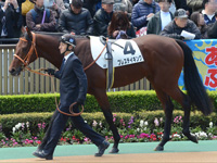 新馬　パドック