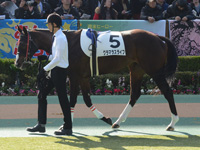 未勝利　パドック