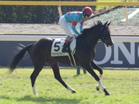 未勝利　本馬場入場