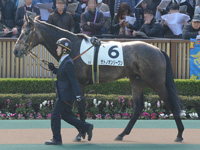 未勝利　パドック