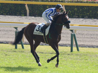 未勝利　本馬場入場