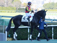 未勝利　本馬場入場
