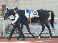 未勝利　パドック
