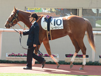 未勝利　パドック