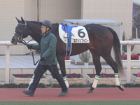 新馬（牝）　パドック