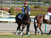 新馬（牝）　本馬場入場