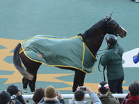 新馬（牝）　口取り