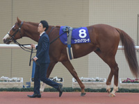 朝日杯フューチュリティＳ（ＧＩ）　パドック