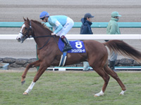 朝日杯フューチュリティＳ（ＧＩ）　本馬場入場