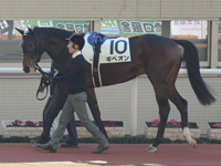 新馬　パドック