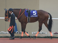 朝日杯フューチュリティＳ（ＧＩ）　パドック