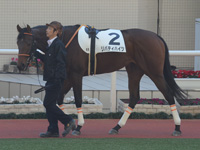 新馬（牝）　パドック